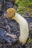 Morchella punctipes image