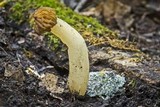 Morchella punctipes image