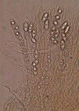 Neottiella albocincta image
