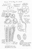 Neottiella albocincta image
