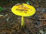 Amanita frostiana image