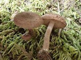 Inocybe lacera var. lacera image
