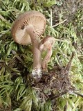 Inocybe lacera var. lacera image