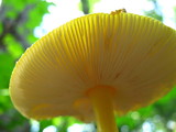 Amanita frostiana image