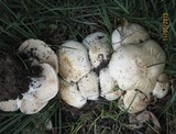 Calocybe gambosa image
