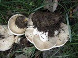 Calocybe gambosa image