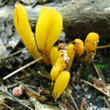 Microglossum rufum image