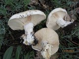 Calocybe gambosa image