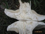 Calocybe gambosa image