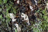 Kretzschmaria deusta image