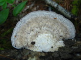 Trametes gibbosa image