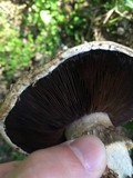 Agaricus bisporus image