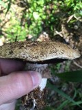 Agaricus bisporus image