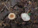 Contumyces rosellus image