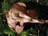 Clitocybe rivulosa image