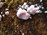 Fomitopsis cajanderi image
