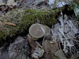Polyporus ciliatus image
