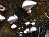 Fomitopsis cajanderi image