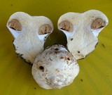 Cortinarius magnivelatus image
