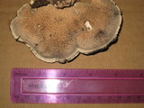 Bjerkandera fumosa image