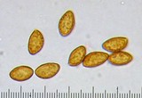 Cortinarius magnivelatus image