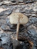 Myxomphalia maura image