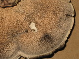Bjerkandera fumosa image