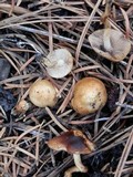 Pholiota highlandensis image