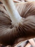 Pholiota highlandensis image