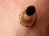 Pholiota highlandensis image
