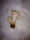 Pleurotus pulmonarius image