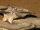 Bjerkandera fumosa image