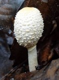 Leucocoprinus cepistipes image
