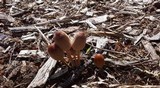 Parasola auricoma image