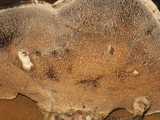 Bjerkandera fumosa image
