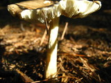 Amanita brunnescens image