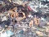 Peziza repanda image