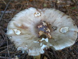 Amanita brunnescens image