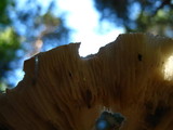 Amanita brunnescens image