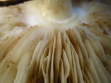 Amanita brunnescens image