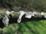 Poronidulus conchifer image