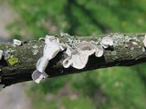 Poronidulus conchifer image