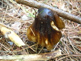 Amanita brunnescens image