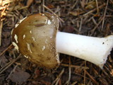 Amanita brunnescens image