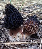 Morchella snyderi image