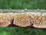 Irpex lacteus image