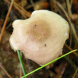 Mycena rosea image