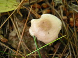 Mycena rosea image