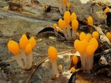 Mitrula elegans image