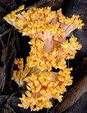 Ramaria capitata image